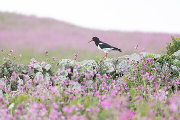 An oystercatcher (haematopus ostralegus) stands on a dry stone wall surrounded by beautiful, pink wildflowers in Spring.