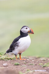 Beautiful puffin (fratercula arctica) standing against a pale green background.