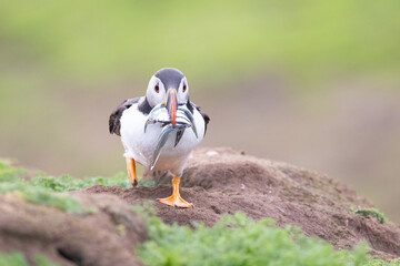 A puffin (fratercula arctica) with a beak full of sandeels runs towards its burrow, and towards the camera. Skomer Island.