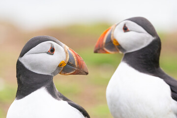 Two Puffins (fratercula arctica) look in opposite directions. Skomer Island, Wales.