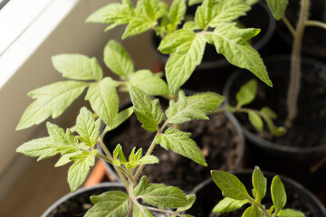 Tomato seedlings closeup. Tomato seedlings in plastic containers top view. Seedlings of small tomatoes. Growing vegetables