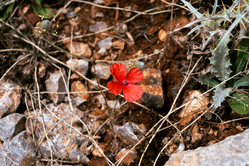 Four leaf red flower on the soil. Top  view.