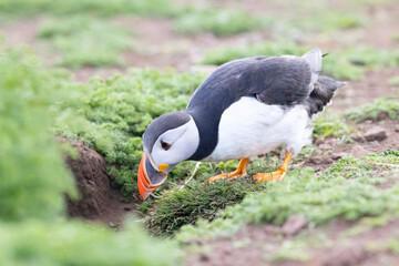 Atlantic puffin (fratercula arctica) peering into a burrow on Skomer island, Wales