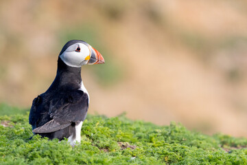 Stunning black and white puffin (fratercula arctica) with colourful red beak.