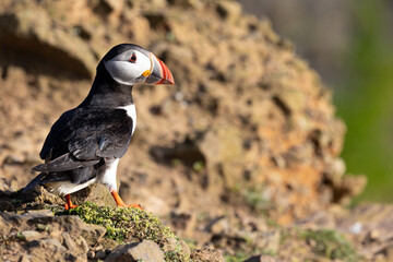 Atlantic puffin (fratercula arctica) standing atop a rocky brown cliff top. Skomer Island, UK