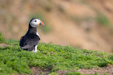 Atlantic puffin (fratercula arctica) stands amongst greenery with a brown cliff in the background. Skomer Island, May