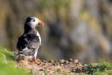 Sunlit Atlantic puffin (fratercula arctica) standing on a cliff edge with another cliff in the background