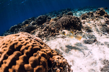 Underwater life with fish and corals in blue ocean