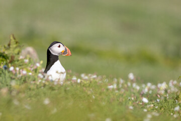 Head and upper body of puffin (fratercula arctica) surrounded by wildflowers.