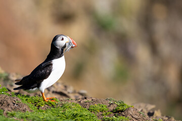 Atlantic puffin (fratercula arctica) standing on top of a cliff with a beak full of sand eels. Skomer Island, UK