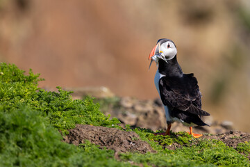 A vibrant and colourful puffin (fratercula arctica) portrait with sand eels in its beak.
