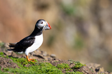 Sunlit Atlantic puffin (fratercula arctica) with a mouthful of sand eels.