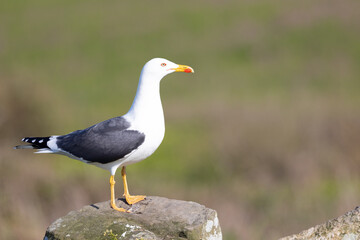 Obraz premium Stunning side shot of a Lesser Black-backed gull (Larus fuscus) standing on a rock on Skomer Island, Wales