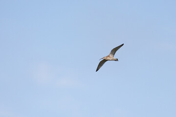 Curlew (Numenius arquata)