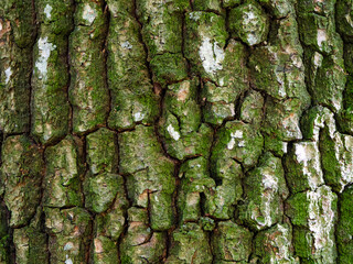 Nature’s Skin Detail. Detailed view of tree bark, highlighting the complex beauty of nature’s surface.
