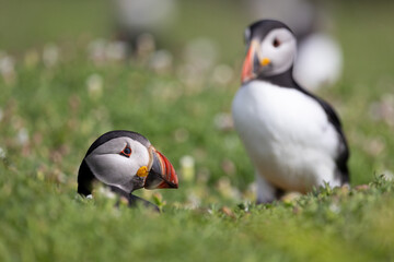 Puffin colony (fratercula arctica) on Skomer Island, UK