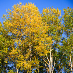Fototapeta premium Autumnal Aspens: Tall aspen trees with yellow leaves stand against a clear blue sky, signaling the change of seasons.