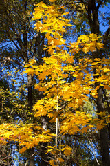 Autumn’s Arrival: A maple tree’s yellow leaves herald the fall season.