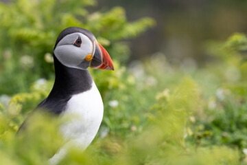 Bold and colourful. The head and breast of a puffin (fratercula arctica) surrounded by vibrant green plants. 