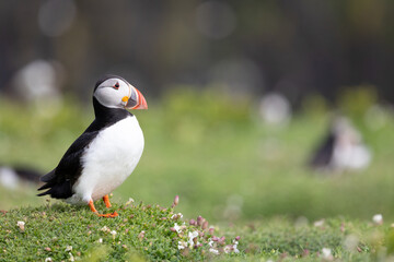 A puffin (fratercula arctica) looks to the right of the frame whilst standing amongst the wildflowers. UK in May