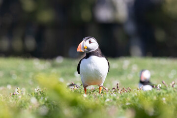 Atlantic puffin (fratercula arctica) on Skomer Island, Wales, in Springtime