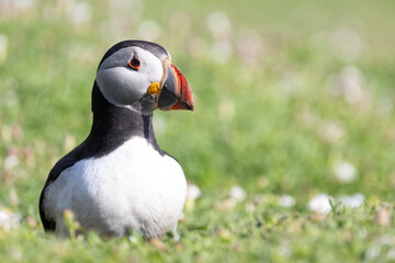 Portrait of a puffin (fratercula arctica) amongst wildflowers.