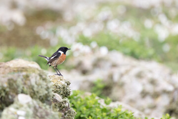 Environmental shot of a Stonechat (saxicola rubicola) in a rocky, wildflower habitat on Skomer Island, Wales