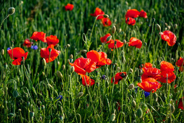 A field of vibrant, red poppy flowers.