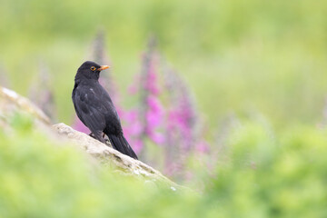 Blackbird (Turdus merula) standing on a rock with pink wildflowers in the background.