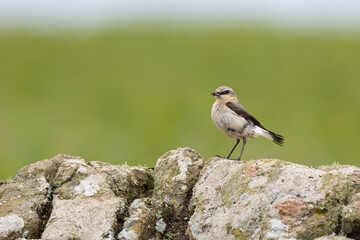 Wheatear (oenanthe oenanthe) standing on stones, with a natural, green background in late Spring / early Summer.