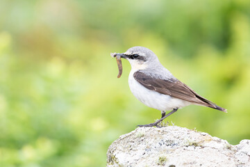 Wheatear (oenanthe oenanthe) standing on stones, with a natural, green background in late Spring / early Summer.