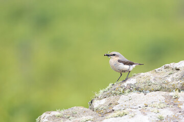 Wheatear (oenanthe oenanthe) with food in its beak and a natural, green background. With copy space for text.