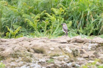 Environmental shot of a Wheatear (oenanthe oenanthe) standing on stones in front of lush, green vegetation. 
