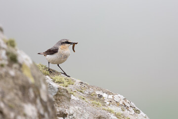 Atmospheric Wheatear (oenanthe oenanthe) facing the blank, copy space to the right of the image, with food in its beak.