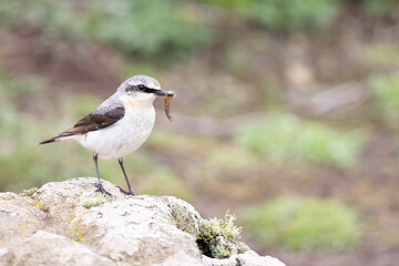Wheatear (oenanthe oenanthe) standing facing the right of the frame, with food in its beak.