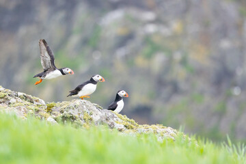Ready, steady, go. A group of three Atlantic puffins (fratercula arctica) taking off from a rock. Skomer Island, Wales