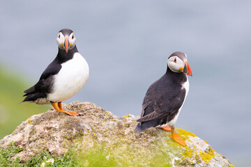 Two puffins on a rock with the sea behind. Atlantic puffin (fratercula arctica)