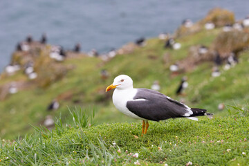 Fototapeta premium A lesser black-backed gull (larus fuscus) on Skomer Island with a puffin colony and the sea in the background