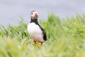 Front view of an Atlantic puffin (fratercula arctica) looking to the front right of the frame.