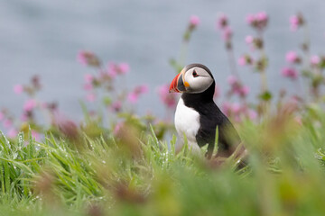 Atlantic puffin (fratercula arctica) nestled amongst the wildflowers with the sea in the background.