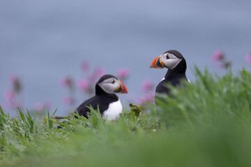 Pair of puffins (fratercula arctica) with sea in the background, sat in the grass and wildflowers on Skmoer Island in Wales.