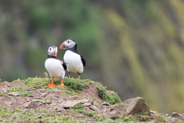 Two Atlantic puffins (fratercula arctica) stand atop a cliff.