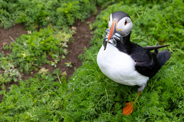 Adult Puffin (fratercula arctica) with a beak full of sandeels on Skomer Island, Wales in Spring