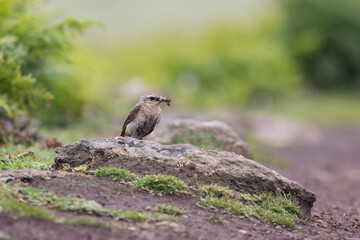 A dirty and tired looking Wheatear (oenanthe oenanthe) with food in its beak on Skomer island, Wales