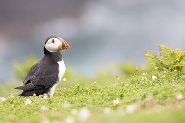 Cliff top puffin (fratercula arctica) with surrounded by greenery and wildflowers, with the sea in the background.