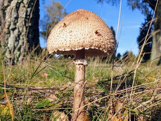 Parasol mushroom (Macrolepiota procera) in heathlands and blue sky