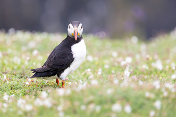 Adult Puffin (fratercula arctica) facing the camera, standing amongst the wild flowers on Skomer Island, Wales