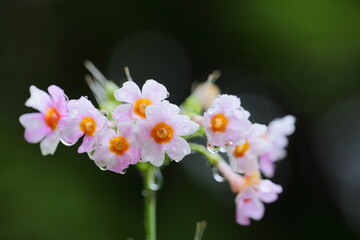 Obraz premium 水滴をつけたクリンソウのクローズアップ