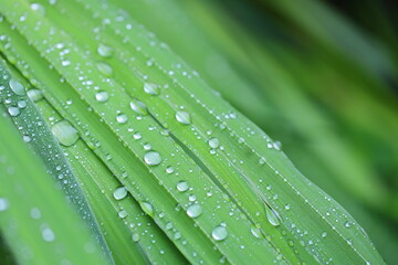 葉っぱに付いた水滴