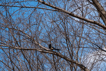 Tree Branch against blue sky in winter at Seoul Forest, South Korea